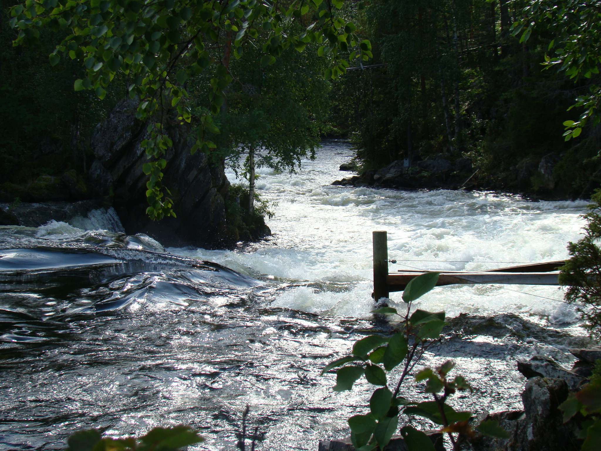 Rivière en laponie en été