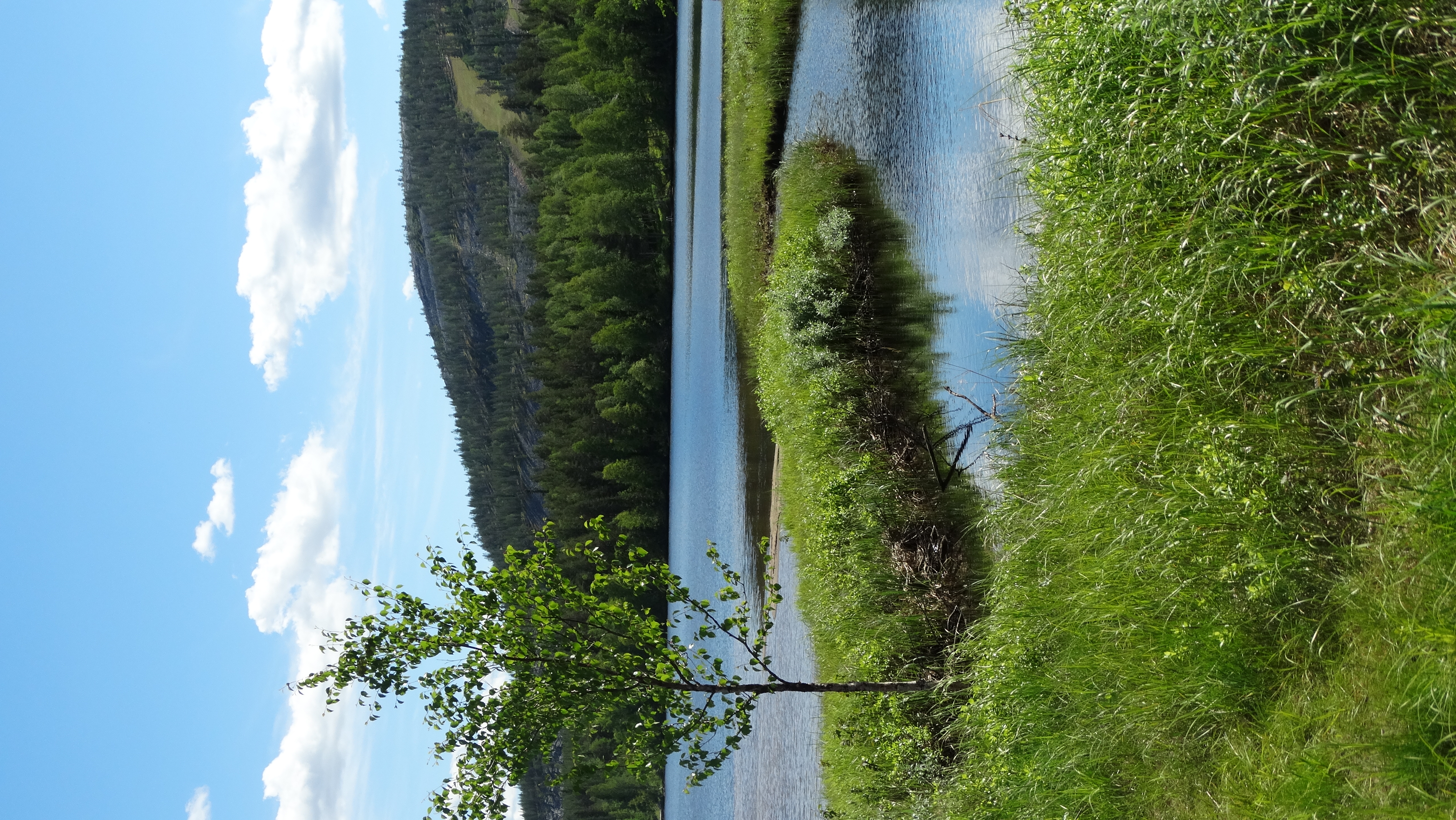 Chemin dans une foret