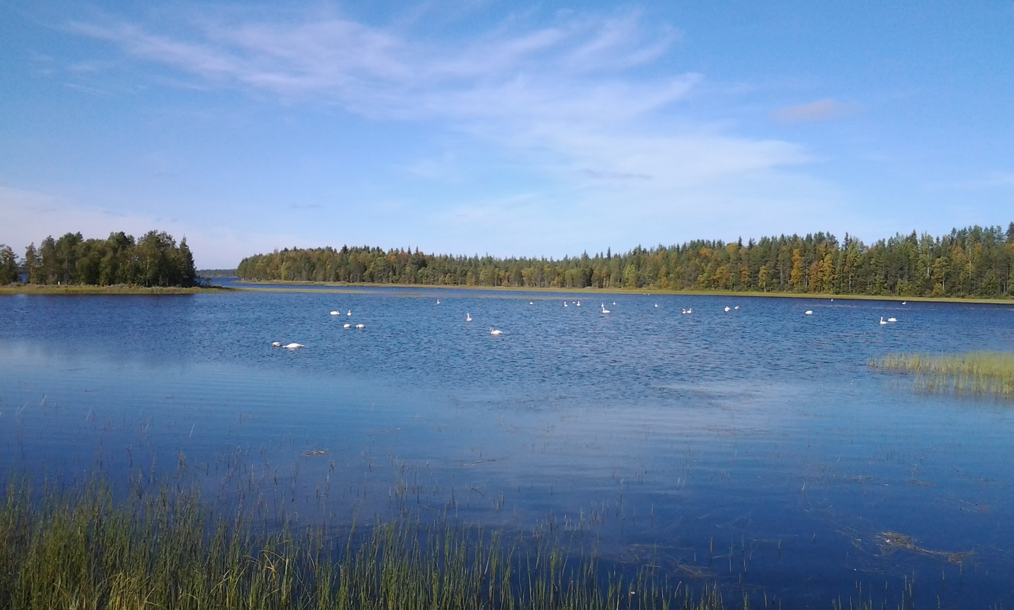 Rivière avec des canards