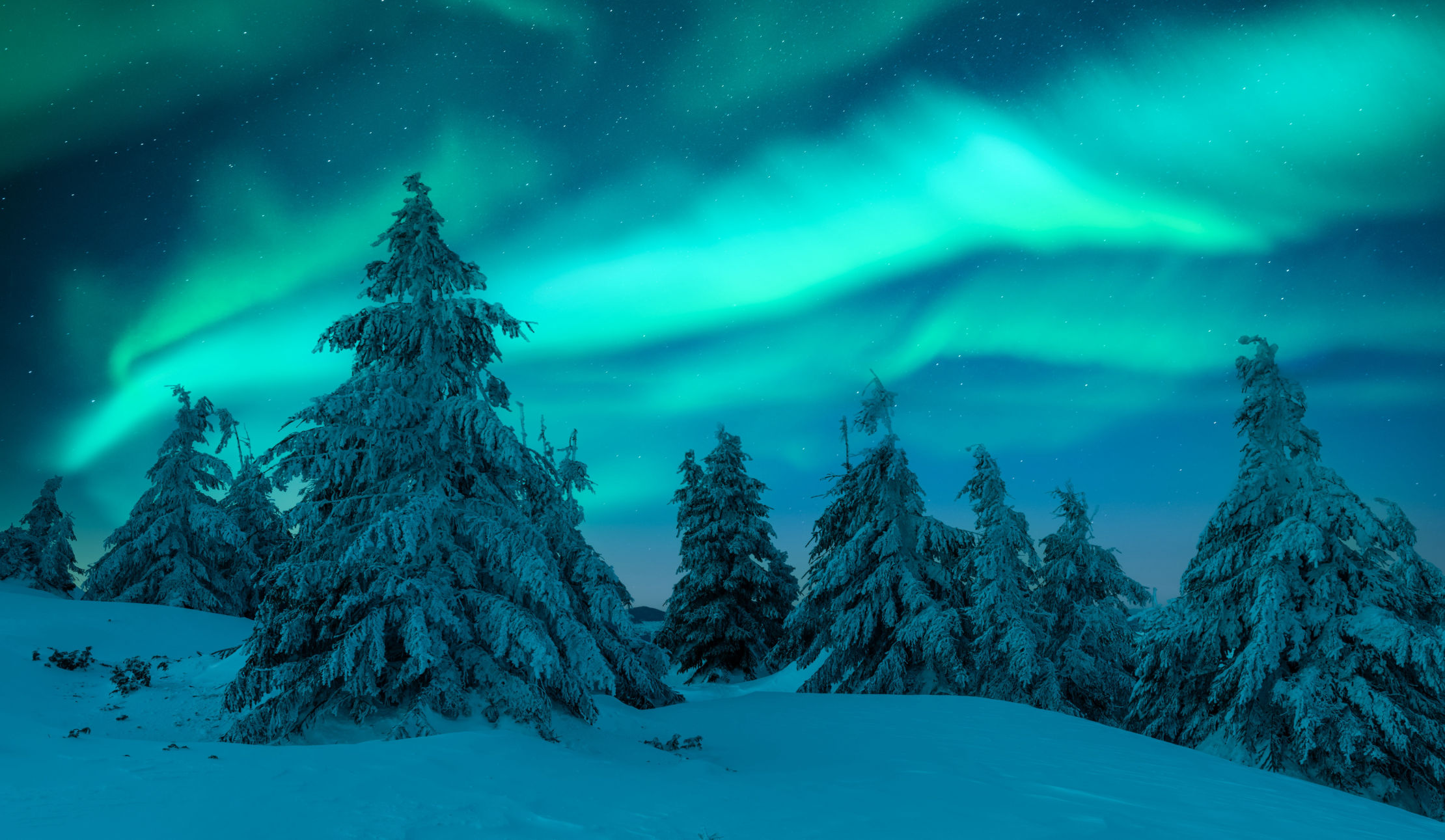 Sapin et aurores boréales