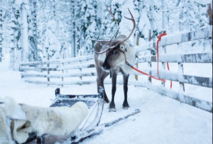Renne attaché et traineau