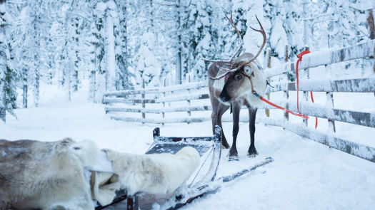 Traineau et renne dans un décors de neige