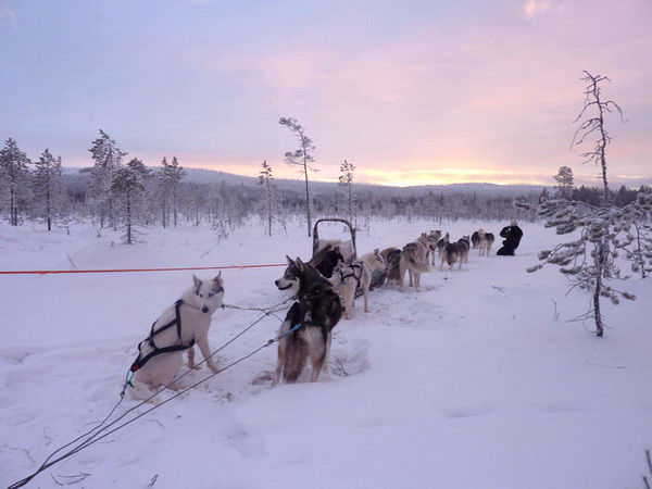 Traineau et chien dans la neige, ciel rosé