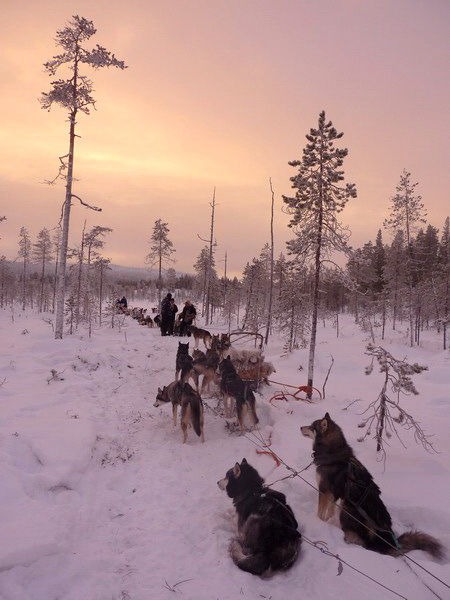 Ballade de traineau à chien sous la neige
