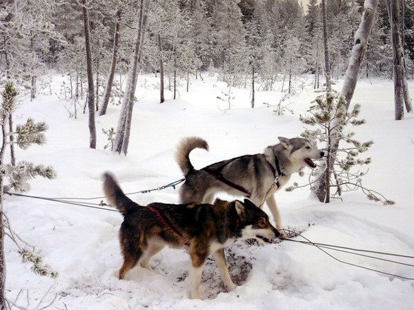 Ballade de traineau à chien