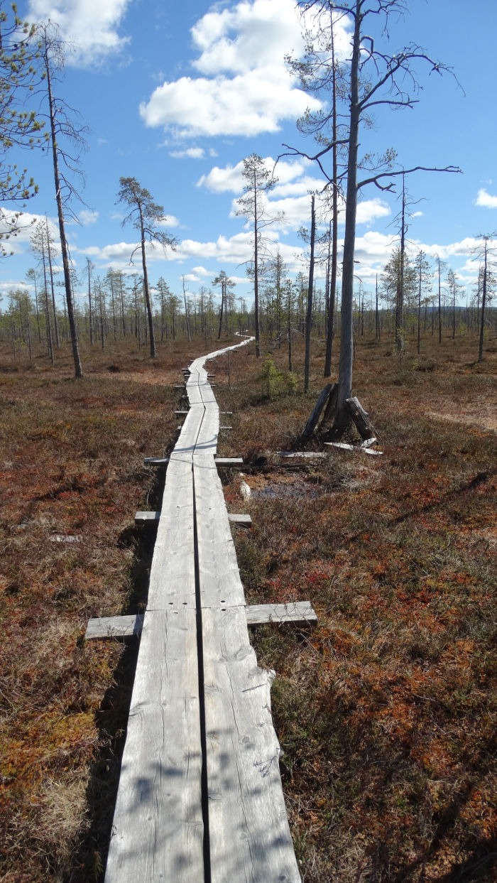Chemin dans une foret