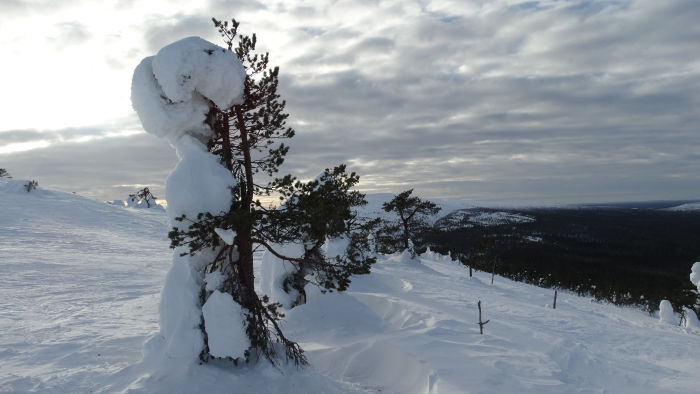 Paysage d'arbre sous la neige en hiver