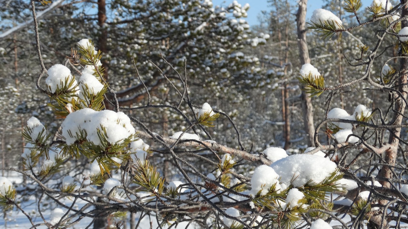Paysage d'hiver en laponie