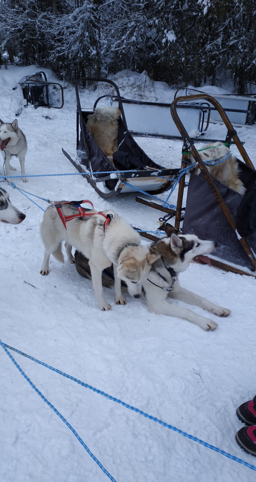 Chiens de traineau qui se font un calin