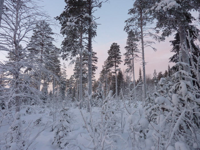 Paysage d'arbres en hiver sous la neige