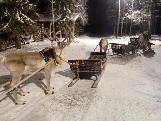 Traineau à rennes dans la nuit